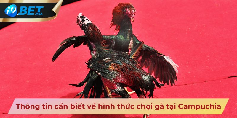 Thông tin cần biết về hình thức chọi gà tại Campuchia
